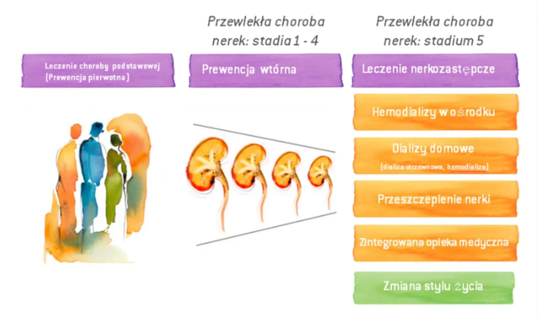 Czy po przeszczepie nerki należy się renta? Sprawdź ważne informacje