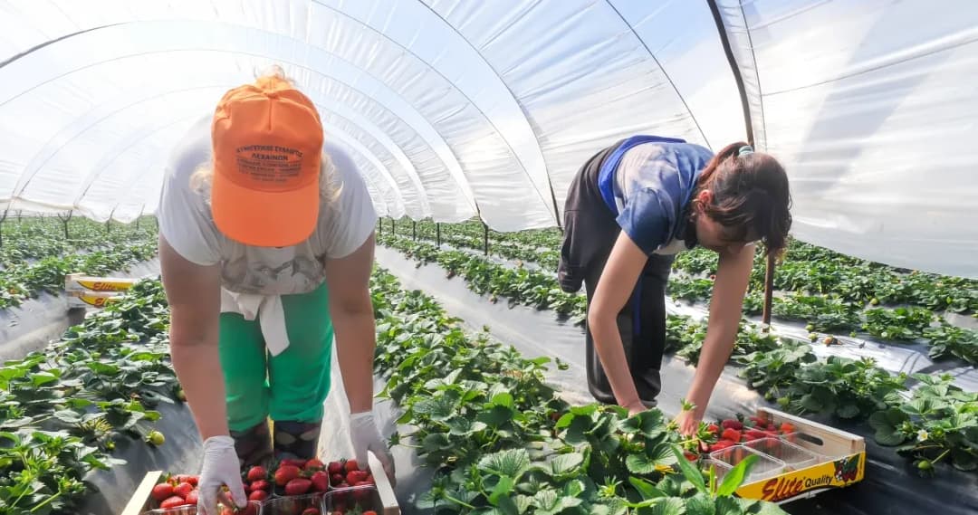 Czy praca sezonowa liczy się do emerytury? Sprawdź, co musisz wiedzieć